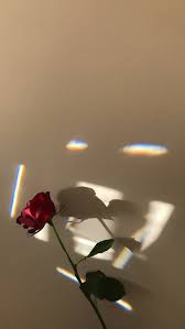 Gambar bunga mawar merah, atau red rose flower sangat disukai banyak orang, karena bentuknya yang sangat indah. 42 Download Foto Bunga Mawar Layu Terbaik Lingkar Png