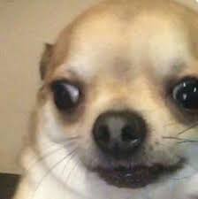 H A C K E D Bnha Text Chat With Reader Discontinued Cute Animal Memes Funny Animal Memes Dog Memes