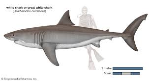 White Shark Size Diet Habitat Facts Britannica