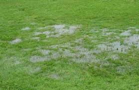 Ketchup leather is the solution to soggy burgers we've been waiting for. Lawn Or Yard Drainage Problems The Sensible Gardener