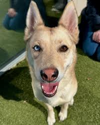 11 PETS SLEEPING IN THEIR NEW HOMES 🏡 Getting all the love is Fennec, Mr.  Perfect, Nematode, Lil' Bit, Robin, Sullivan, Hermosa, Corn Chip, Bondi,  Baby Carrot, and Gray ❤️ Kiss your