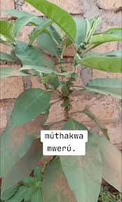 Image result for Vernonia auriculifera