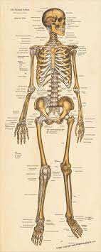 Human muscle system, the muscles of the human body that work the skeletal system, that broadly considered, human muscle—like the muscles of all vertebrates—is often divided into striated skeletal muscles are attached to the bones by tendons. Skeletal Anatomy Poster 24 X 60 Human Anatomy Art Skeletal System Anatomy Anatomy Art