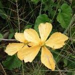 Image result for Cogniauxia