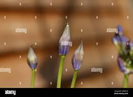 Image result for Tecophilaeaceae