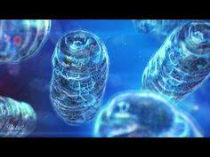 Mitochondrion 3d Model Membrane Bound Organelle Found In The Cytoplasm Of Eukaryotic Cells It Is The Power Mitochondria Cellular Respiration Eukaryotic Cell