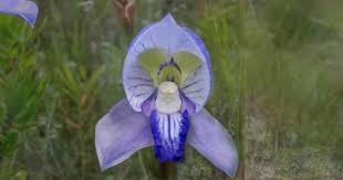 Image result for Disa