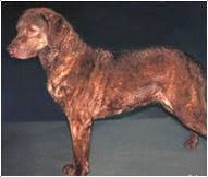 chesapeake bay retriever dog breed facts and traits