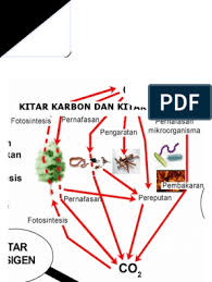 Kitar oksigen ialah kitar yang melibatkan pengambilan oksigen dari udara dan pengembalian oksigen semula ke udara secara berterusan. Kitar Karbon Dan Kitar Oksigen