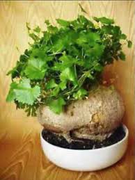 Image result for Kedrostis nana