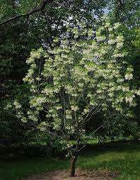 Image result for Chionanthus