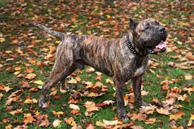 $3,400.00 to $7,500.00 *data sourced from the sale of 714 presa canario puppies across the united states on nextdaypets.com. Presa Canario Breeder Stud Service Vancouver Bc Home Facebook