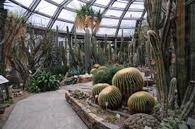 7:07 the latest 339 665 просмотров. Botanical Garden Dahlem In Berlin Germany Inside Of Cactus Greenhouse By R Cold Photo Stock Snapwire