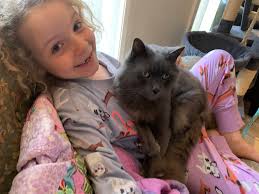 Lost Kelpie Female from The Bucketts Way in Gloucester and District NSW  Australia