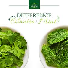 Heat diminishes the flavor of coriander leaves so is used at the end of cooking. Difference Between Cilantro Hara Dhaniya And Mint Pudina Indian Food Recipes Indian Dishes Indian Kitchen
