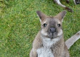 Wallabies synonyms, wallabies pronunciation, wallabies translation, english dictionary definition of wallabies. Waimate Wallabies Explore Waimate District
