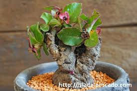 Image result for Monadenium pseudoracemosum