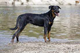Below is a sample search of our beauceron breeders with puppies for sale. Beauceron Dog Breed Facts Highlights Buying Advice Pets4homes