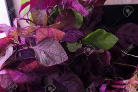 Image result for Amaranthus dubius