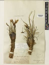 Image result for Xerophyta equisetoides