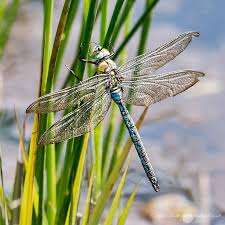Black And Yellow Dragonfly California Male Emperor Dragonfly Photography Damselfly Dragonfly Tattoo