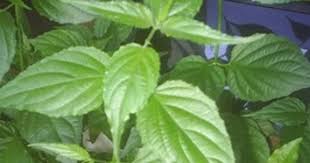 Hello guys,, siapa yg tau daun inai? 18 Manfaat Daun Dandang Gendis Untuk Kesehatan Manfaat Co Id