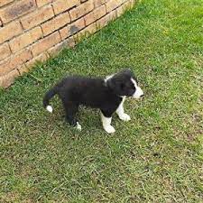 Border Collie In Dogs And Puppies In Gauteng Junk Mail