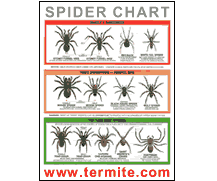Freebie Spider Identification Chart Us Paperblog