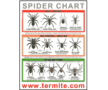 freebie spider identification chart us paperblog