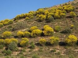 Image result for Spartium