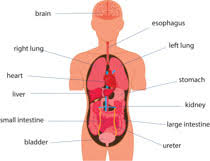 From wikimedia commons, the free media repository. Search Results For Human Body Clip Art Pictures Graphics Illustrations
