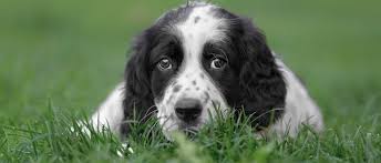 Check spelling or type a new query. English Setter Steckbrief Charakter Wesen Und Haltung