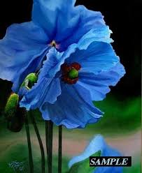 Blue Poppy Native To The Himalayas Plante Rocaille Fleurs Pavot Bleu