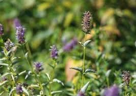Les Plantes Cultivees A L Herbier De La Clappe Bauges 73