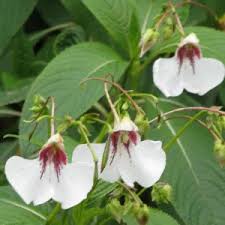 Image result for Impatiens lutzmanniae