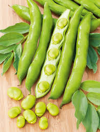 Contextual translation of kacang parang into english. El On Twitter Penanaman Kacang Parang Atau Kacang Ful Bermula Di Tebing Sungai Ini Sejak 1990 Sebelum Masehi Kacang Parang Atau Nama Saintifiknya Vicia Faba Ditanam Sementara Menunggu Gandum Untuk Masak