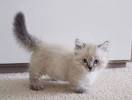 Orange Long Haired Munchkin Cat