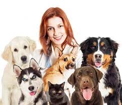 Very tolerant of children and gentle with seniors. When Your Family Pet Needs Veterinary Services In Lakewood Ca