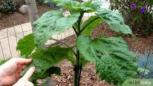 We did not find results for: How To Care For Sunflowers 15 Steps With Pictures Wikihow