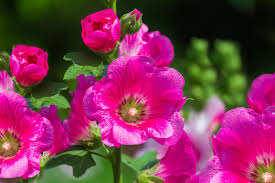 Bright colors and big blooms don't end in summer. Top 7 Biennial Flowers For The Garden
