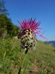 Image result for Centaurea praecox