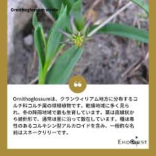 Image result for Ornithoglossum viride