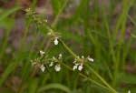 Image result for Stachys pseudonigricans