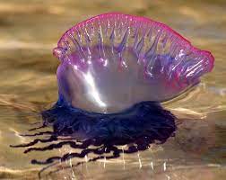 Se suele encontrar en mar abierto en todas las aguas cálidas del planeta, en especial en las regiones tropicales y subtropicales de los océanos … Fragata Portuguesa Weird Animals Animals Beautiful Tropical Fish