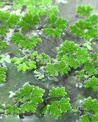 Image result for Azolla