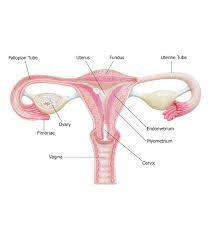 Normal Thickness Of Endometrium Thickening Symptoms Causes