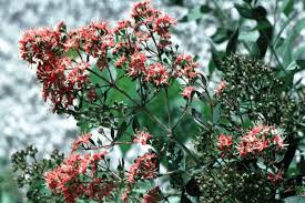 Image result for Lawsonia