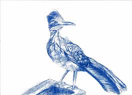 Roadrunner Drawing By Jennifer Fly Coyote and roadrunner on the front cover of supergenius hijinks. roadrunner by jennifer fly