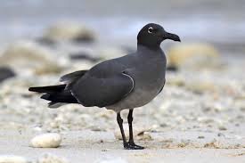 Image result for Cephalophis lukei