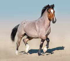 Base red coat color phenotypes are sorrel, chestnut, palomino, cremello, red roan and … Roan Zygosity Test Veterinary Genetics Laboratory